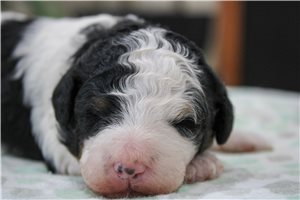 Naomi - puppy for sale