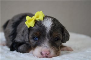 Millie - Bernedoodle, Mini for sale