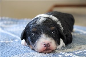 Caleb - Bernedoodle, Mini for sale