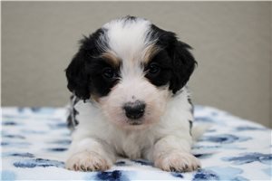 Meredith - Bernedoodle, Mini for sale