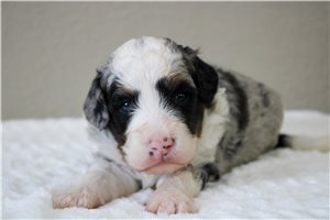 Mischief - Bernedoodle, Mini for sale