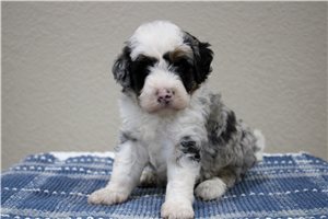 Mischief - Mini Bernedoodle for sale