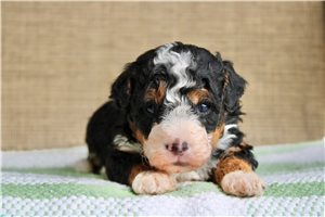 Cameron - Mini Bernedoodle for sale