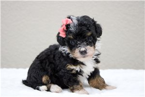 Mystic - Bernedoodle, Mini for sale