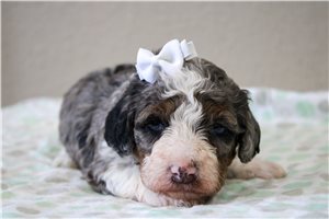 Monica - Bernedoodle, Mini for sale
