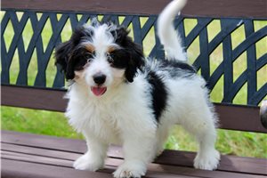 Meredith - Mini Bernedoodle for sale