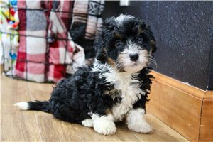 Caleb - Bernedoodle, Mini for sale