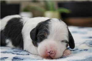 Noelle - puppy for sale