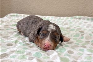 Mortimer - puppy for sale