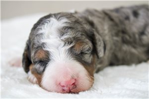Monica - Bernedoodle, Mini for sale