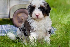 Mischief - Bernedoodle, Mini for sale