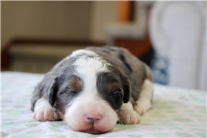 Cooper - Bernedoodle, Mini for sale