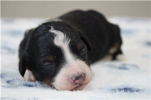 Marshall - Bernedoodle, Mini for sale