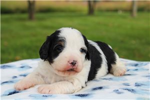 Noelle - Mini Bernedoodle for sale