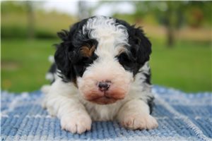 Naomi - Mini Bernedoodle for sale