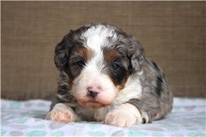 Cooper - Bernedoodle, Mini for sale