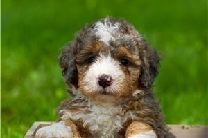 Mayhew - Bernedoodle, Mini for sale