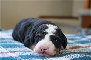 Cameron - Bernedoodle, Mini for sale