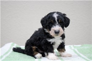 Marshall - Bernedoodle, Mini for sale