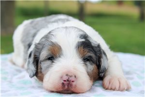 Nevaeh - Mini Bernedoodle for sale