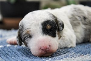 Nikki - puppy for sale