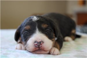 Christopher - Bernedoodle, Mini for sale