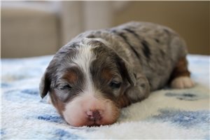 Carter - Bernedoodle, Mini for sale