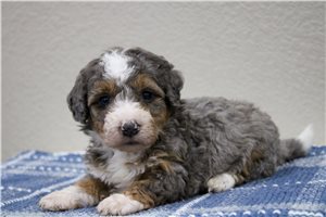 Mayhew - Bernedoodle, Mini for sale