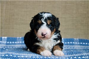 Charles - puppy for sale