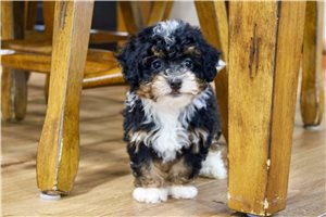 Mystic - Bernedoodle, Mini for sale