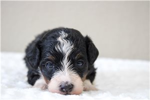Marshall - Bernedoodle, Mini for sale