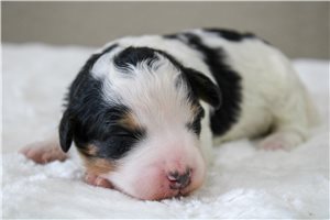 Meredith - puppy for sale