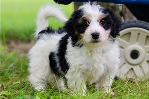 Meredith - Bernedoodle, Mini for sale