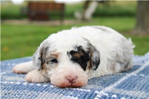Nikki - Mini Bernedoodle for sale