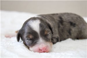 Millie - puppy for sale