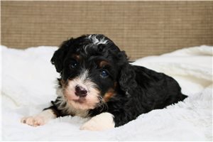 Caleb - Mini Bernedoodle for sale