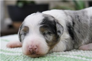 Nevaeh - Mini Bernedoodle for sale