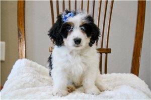 Meredith - Bernedoodle, Mini for sale