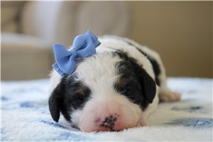 Charlotte - Bernedoodle, Mini for sale