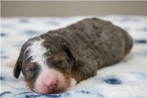 Mayhew - puppy for sale