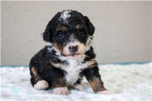 Mystic - Bernedoodle, Mini for sale