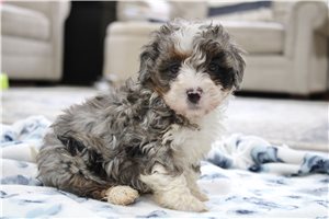 Cooper - puppy for sale