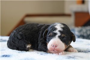 Charles - Bernedoodle, Mini for sale