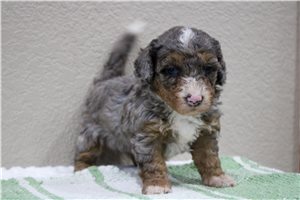 Mortimer - Mini Bernedoodle for sale