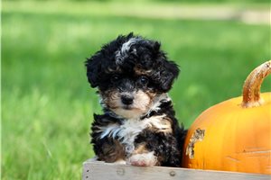Mystic - Bernedoodle, Mini for sale