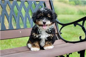 Mystic - Mini Bernedoodle for sale