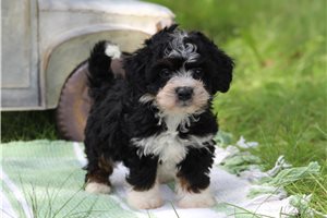 Marshall - Bernedoodle, Mini for sale