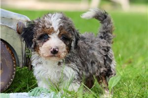 Monica - Bernedoodle, Mini for sale