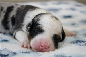Mischief - puppy for sale
