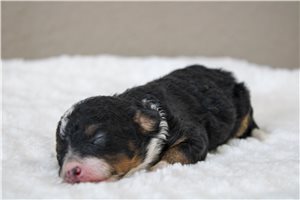 Mystic - puppy for sale